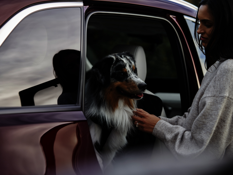 Road Tripping with Dogs  –  Utilitario Mazda CX-90