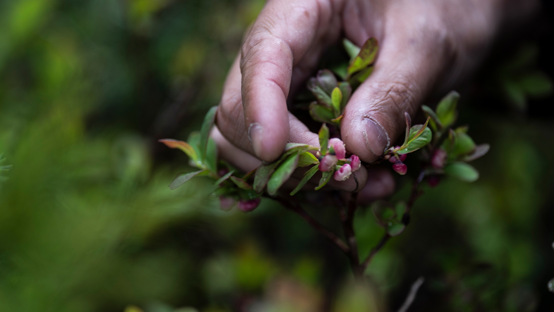 Tasting Wild con el Mazda CX-50 2023  –  Glaciares y lagos  –  Bayas