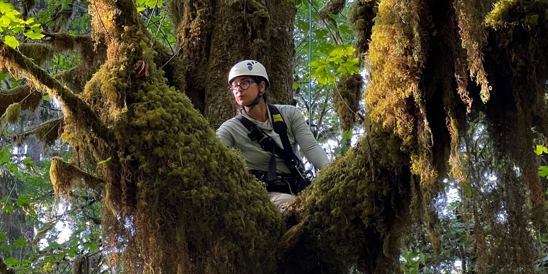 2023 Mazda CX-50 Tasting Wild – Old Growth Forest – Korena Mafune